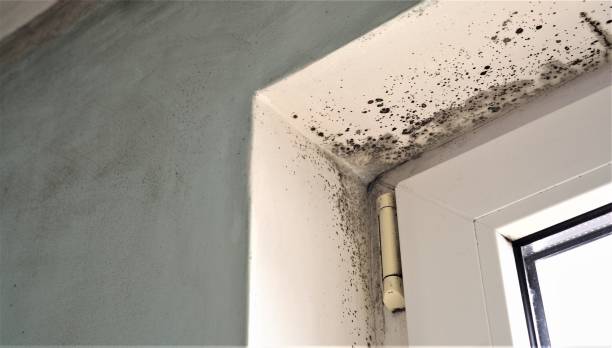 Best Mold Odor Removal Services  in Corcoran, MN