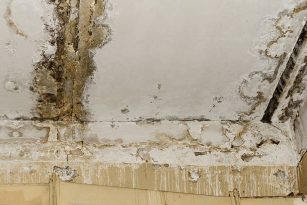 Best Mold Removal for HVAC Installations  in Corcoran, MN