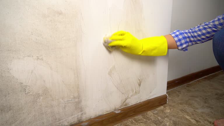  Corcoran, MN Mold Removal Pros