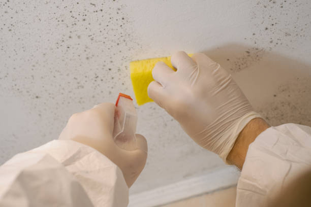 Best Black Mold Removal  in Corcoran, MN