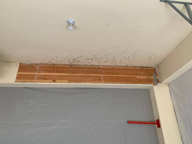 Best Real Estate Mold Inspection  in Corcoran, MN
