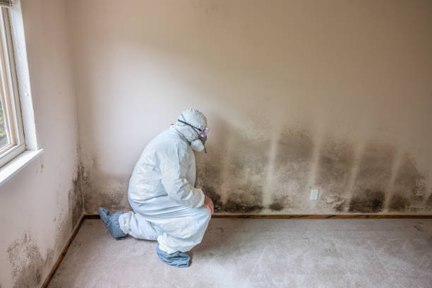 Best Basement Mold Removal  in Corcoran, MN