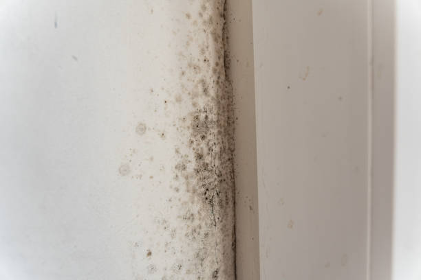 Best Mold Prevention Services  in Corcoran, MN