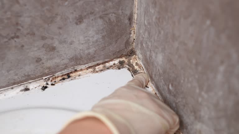 Best Environmental Consulting for Mold Prevention  in Corcoran, MN
